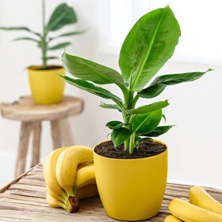 Банан Муса - 85 см