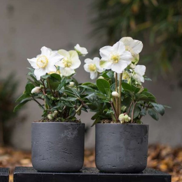 Стаен кукуряк - Коледна роза