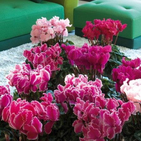 Стайни растения за вашия дом на супер цени - онлайн | homeplants.bg ...