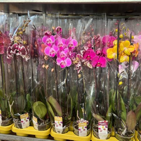 Орхидея Фаленопсис - двоен цветонос