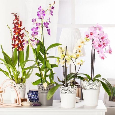 Орхидея - микс в 12 см саксия
