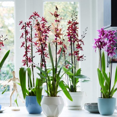 Орхидея - микс в 12 см саксия
