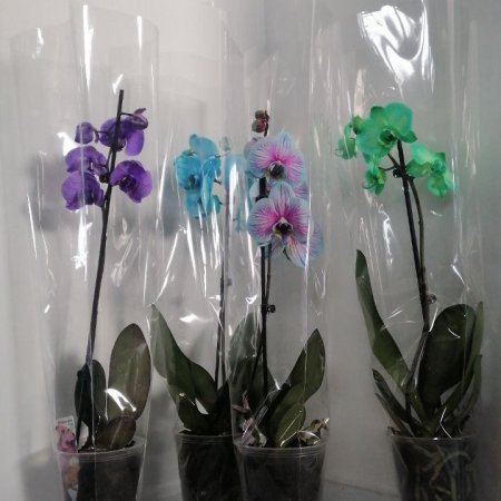 Орхидея - микс в 12 см саксия (Цветна)