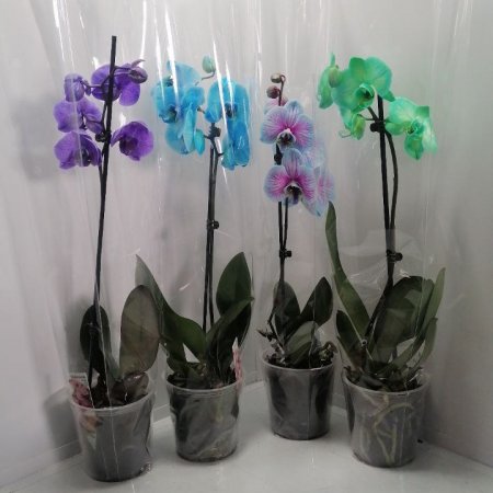 Орхидея - микс в 12 см саксия (Цветна)